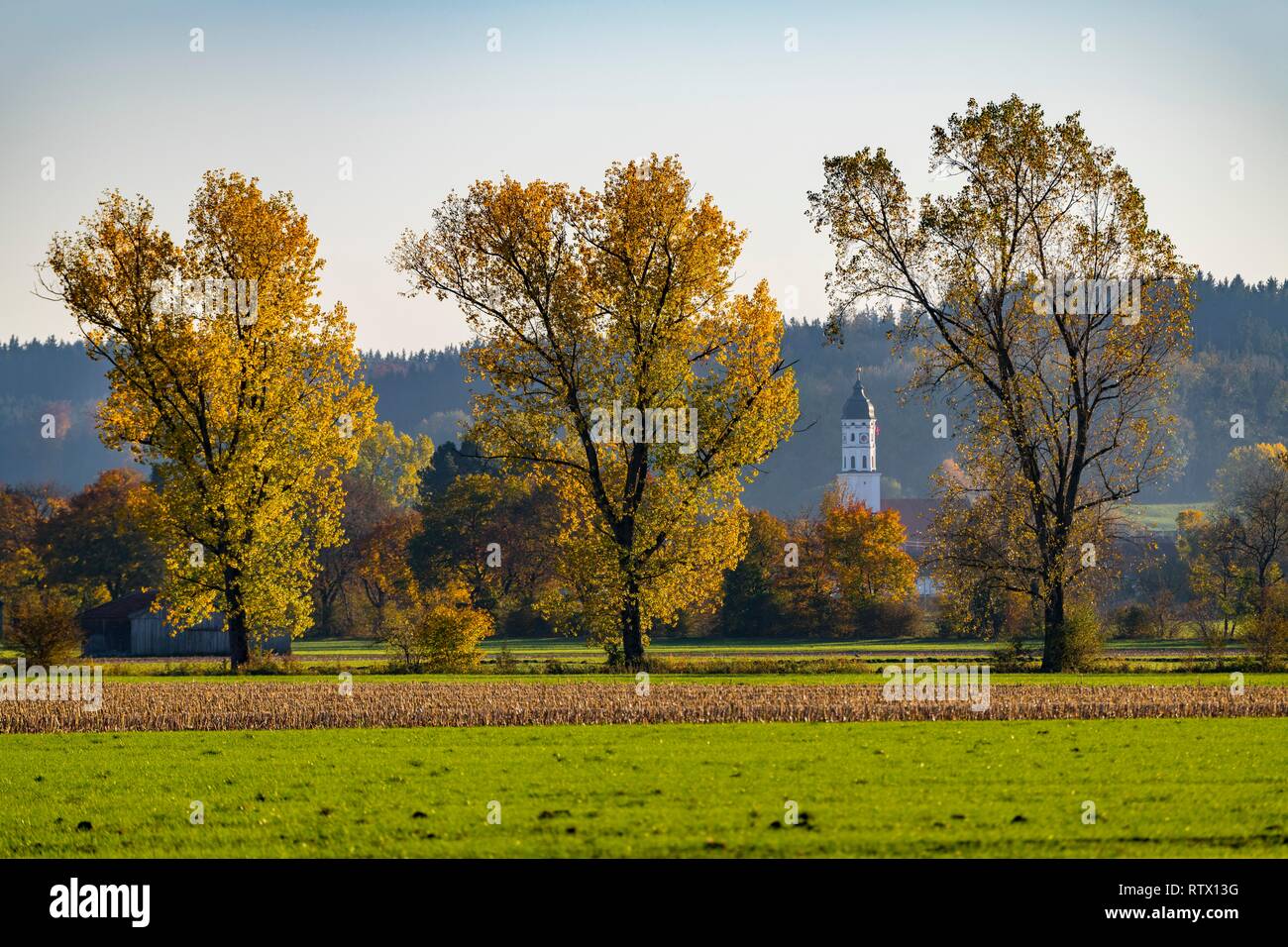 Autumnal Poplars (Populus) in a meadow, in the back church tower, Lauchdorf, Ostallgäu, Bavaria, Germany Stock Photo