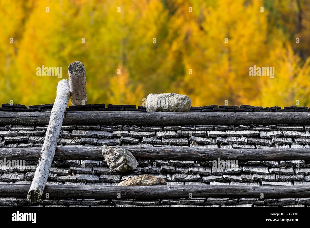 Mountain hut, shingle roof, autumnal larches (Larix decidua) in the back, Vals, Valstal, South Tyrol, Italy Stock Photo