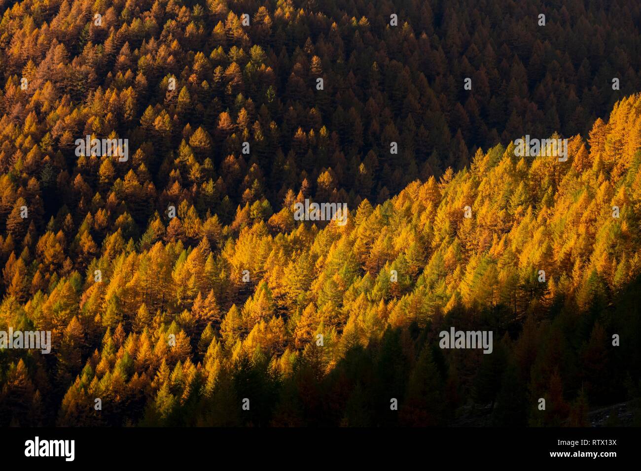 Autumn mountain larch forest (Larix decidua) with light and shade, Vals, Valstal, South Tyrol, Italy Stock Photo