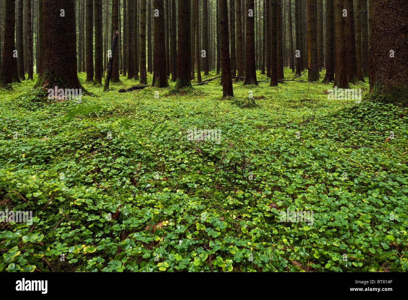 Clover leaves (Trifolium) on forest floor in Spruces forest (Picea), Bavaria, Germany Stock Photo