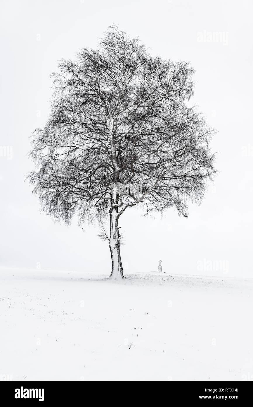 Single tree with field cross in winter light landscape, Unterallgäu, Bavaria, Germany Stock Photo