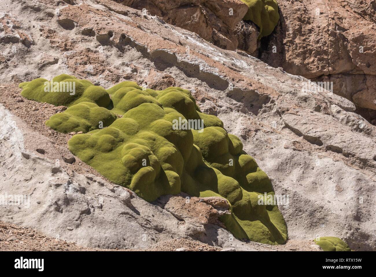 Yareta (Azorella compacta) on rocks, Región de Antofagasta, Chile Stock Photo