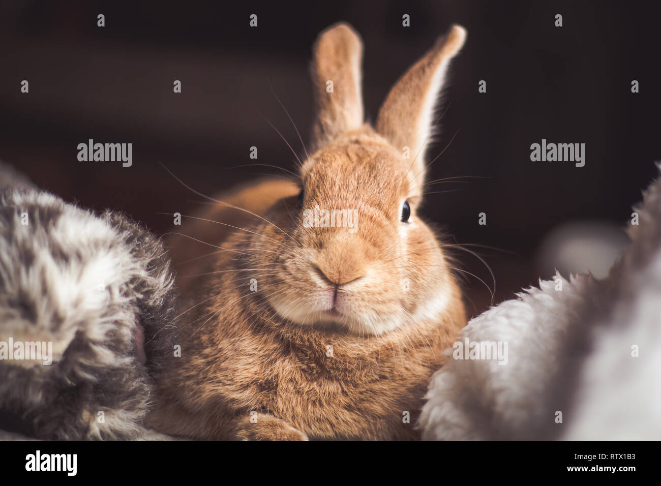 Rufus rabbit hi-res stock photography and images - Alamy