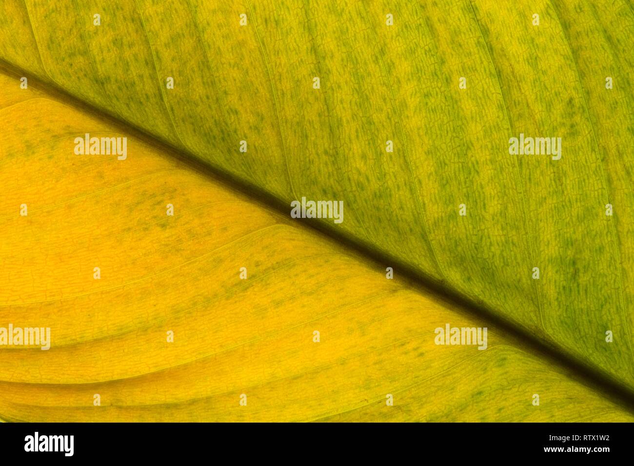 A diagonal section of a dying leaf from a house plant, showing different tones of green and yellow seen through a macro lens and softly back lit. Stock Photo