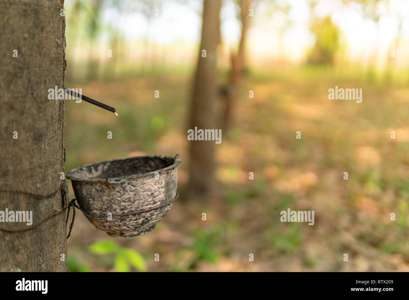 Tapping latex rubber tree, Rubber Latex extracted from rubber tree. Stock Photo
