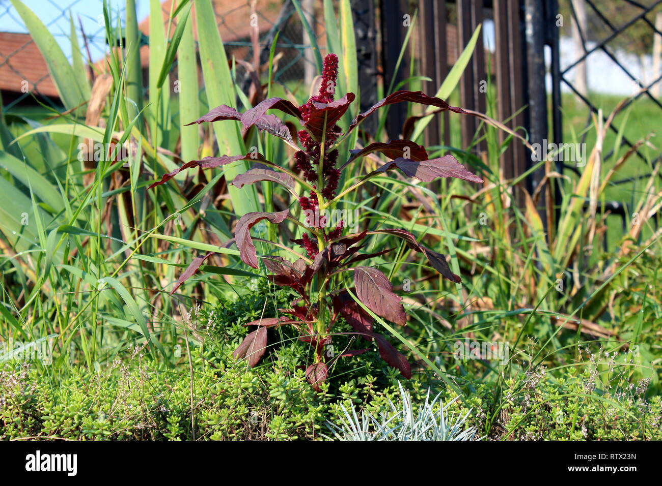 Amaranth or Amaranthus cosmopolitan genus of annual plant with flowers arranged in colourful bracts surrounded with thick large leaves and dense plant Stock Photo