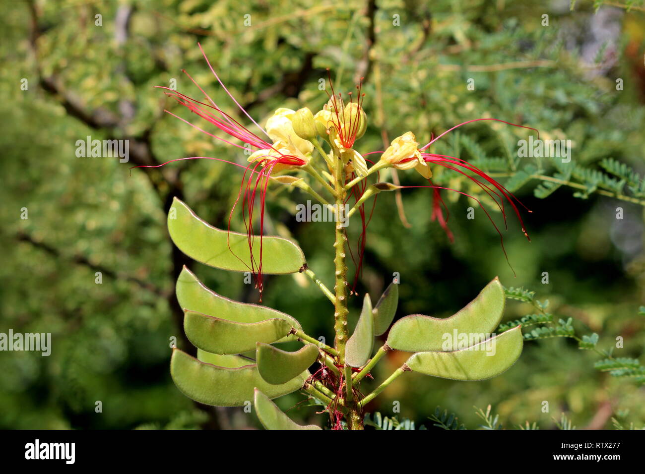 Bird of paradise shrub or Erythrostemon gilliesii or Caesalpinia gilliesii or Bird of paradise bush or Desert bird of paradise flowering plant Stock Photo