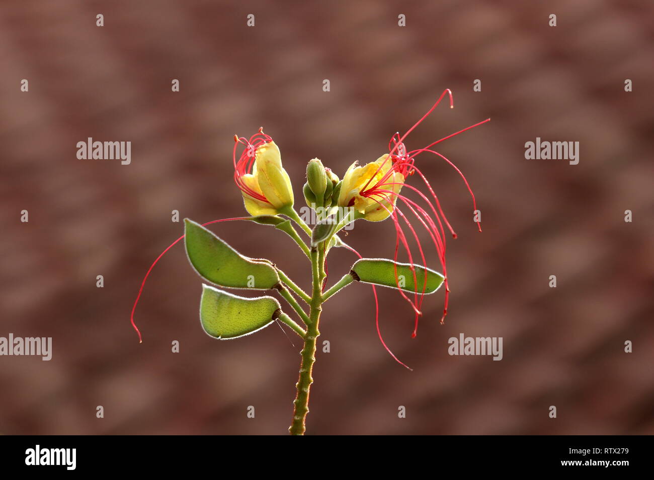 Bird of paradise shrub or Erythrostemon gilliesii or Caesalpinia gilliesii or Bird of paradise bush or Desert bird of paradise flowering plant Stock Photo