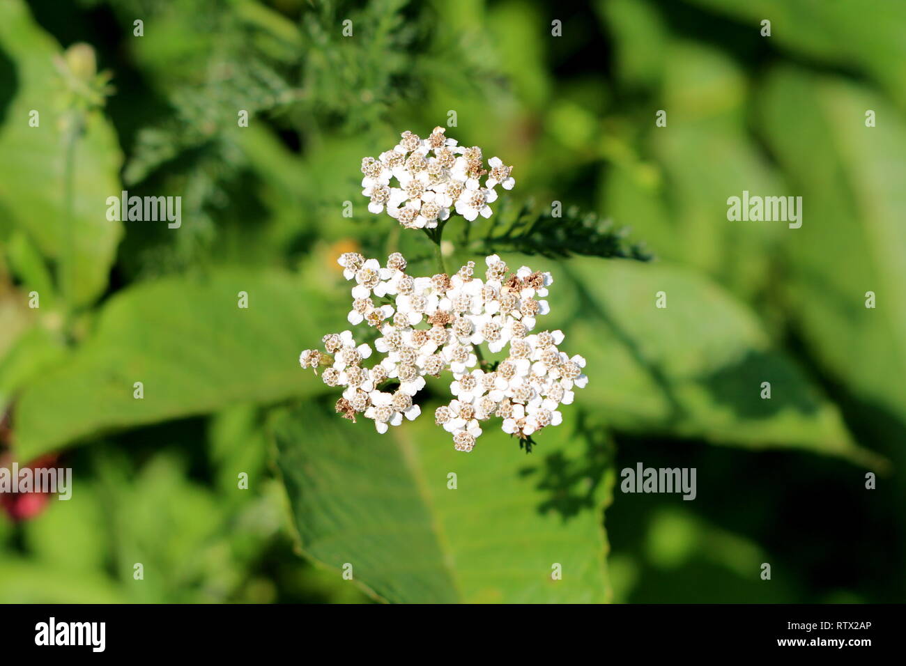 Bunch of Common yarrow or Achillea millefolium or Plumajillo or Herbal militaris or Gordaldo or Nosebleed plant or Old mans pepper or Devils nettle Stock Photo