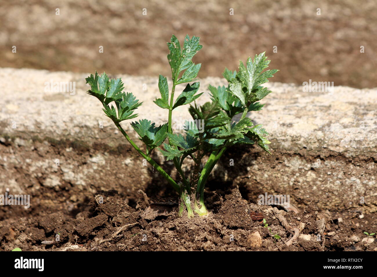 Celery or Apium graveolens marshland vegetable plant with long fibrous stalk tapering into leaves planted in local garden surrounded with wet soil Stock Photo