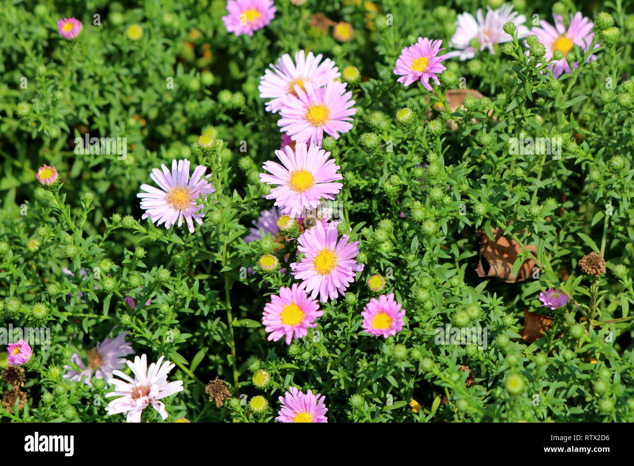 China aster or Callistephus chinensis or Annual aster monotypic genus of flowering plant planted like small bush in local garden Stock Photo