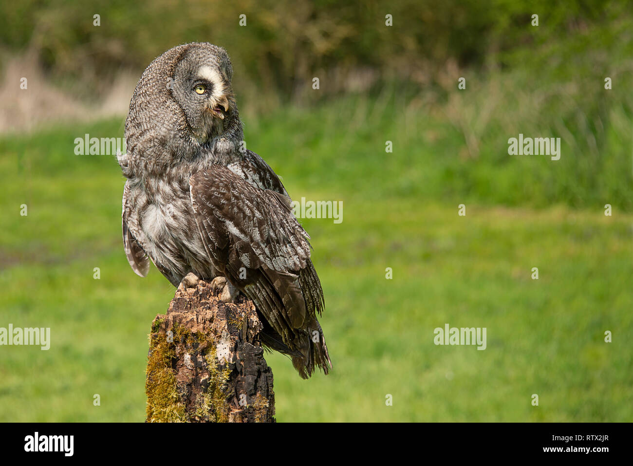 A great grey gray owl perched on an old tree stump in the middle of a filed. It is looking to the right into copyspace Stock Photo