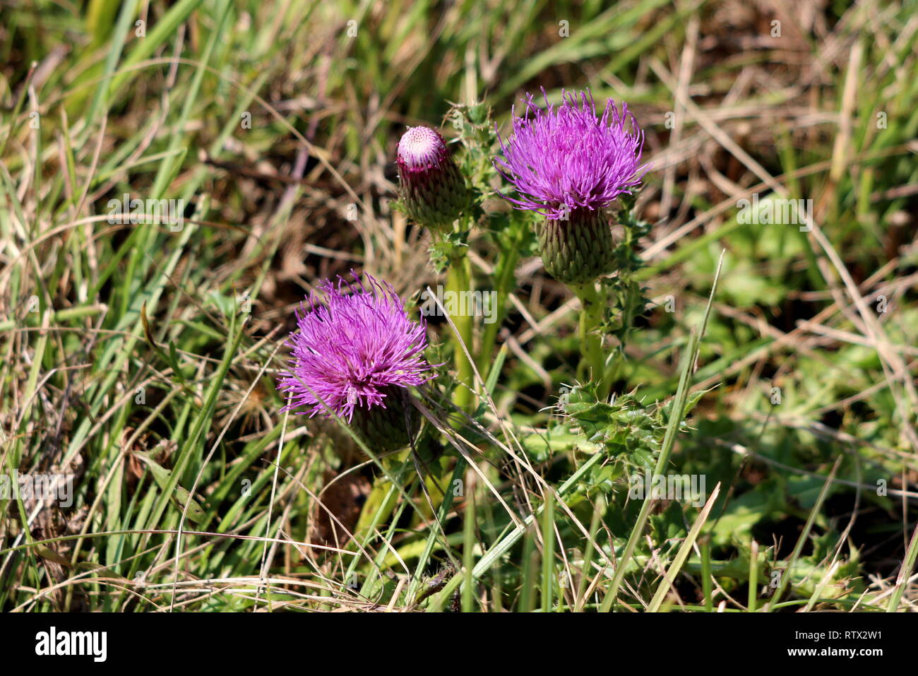 The Weeds of Calcheron - GoBots Wiki