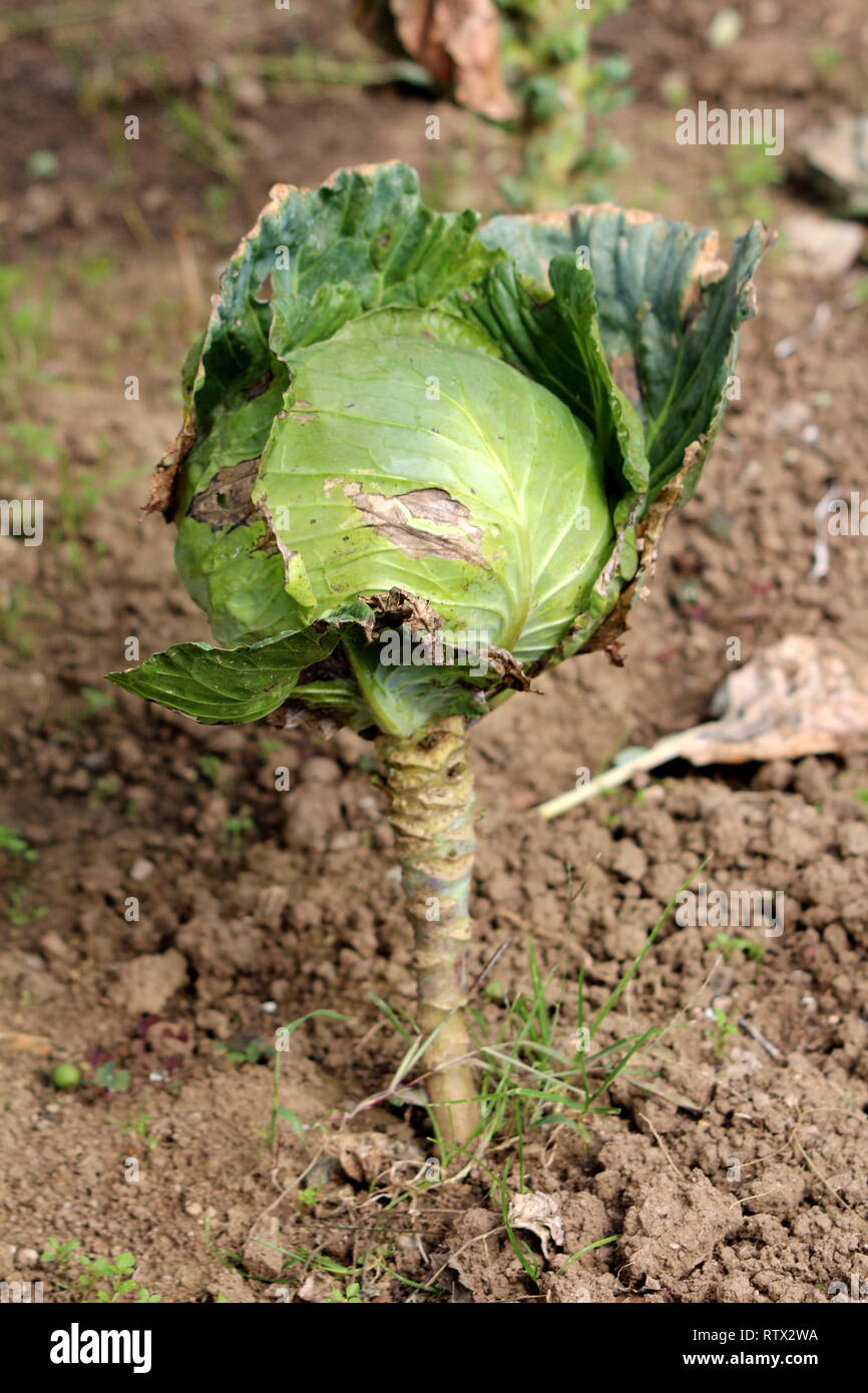 Starting Cabbage Starting cabbage plants hi-res stock photography and images - Alamy