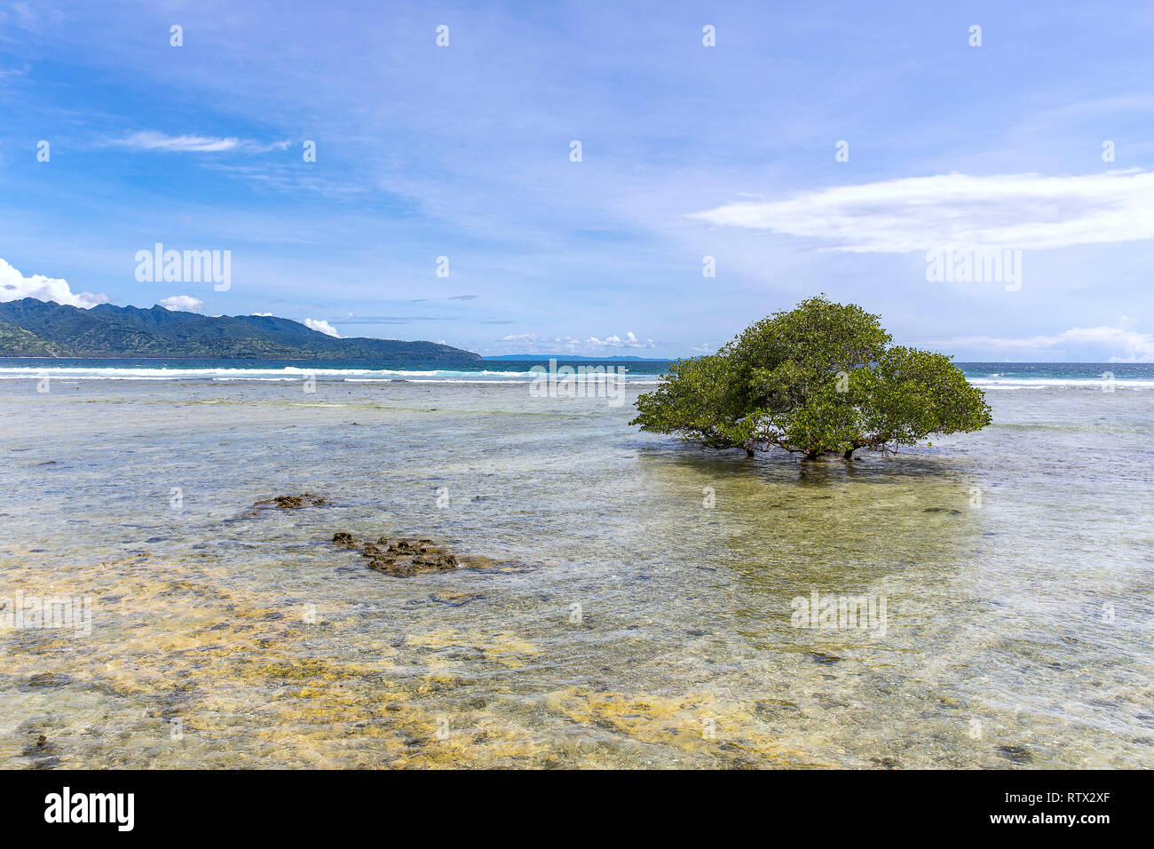 Tropical trees on the coast of Gili Trawangan in Indonesia. Stock Photo