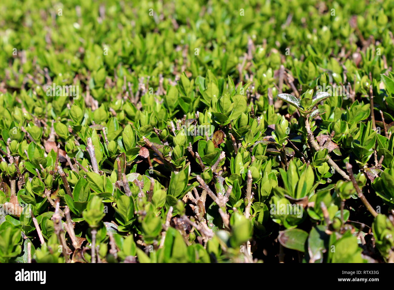 Hedge or Hedgerow closely spaced densely planted shrubs with multiple small branches and light green leaves in local garden on warm sunny day Stock Photo