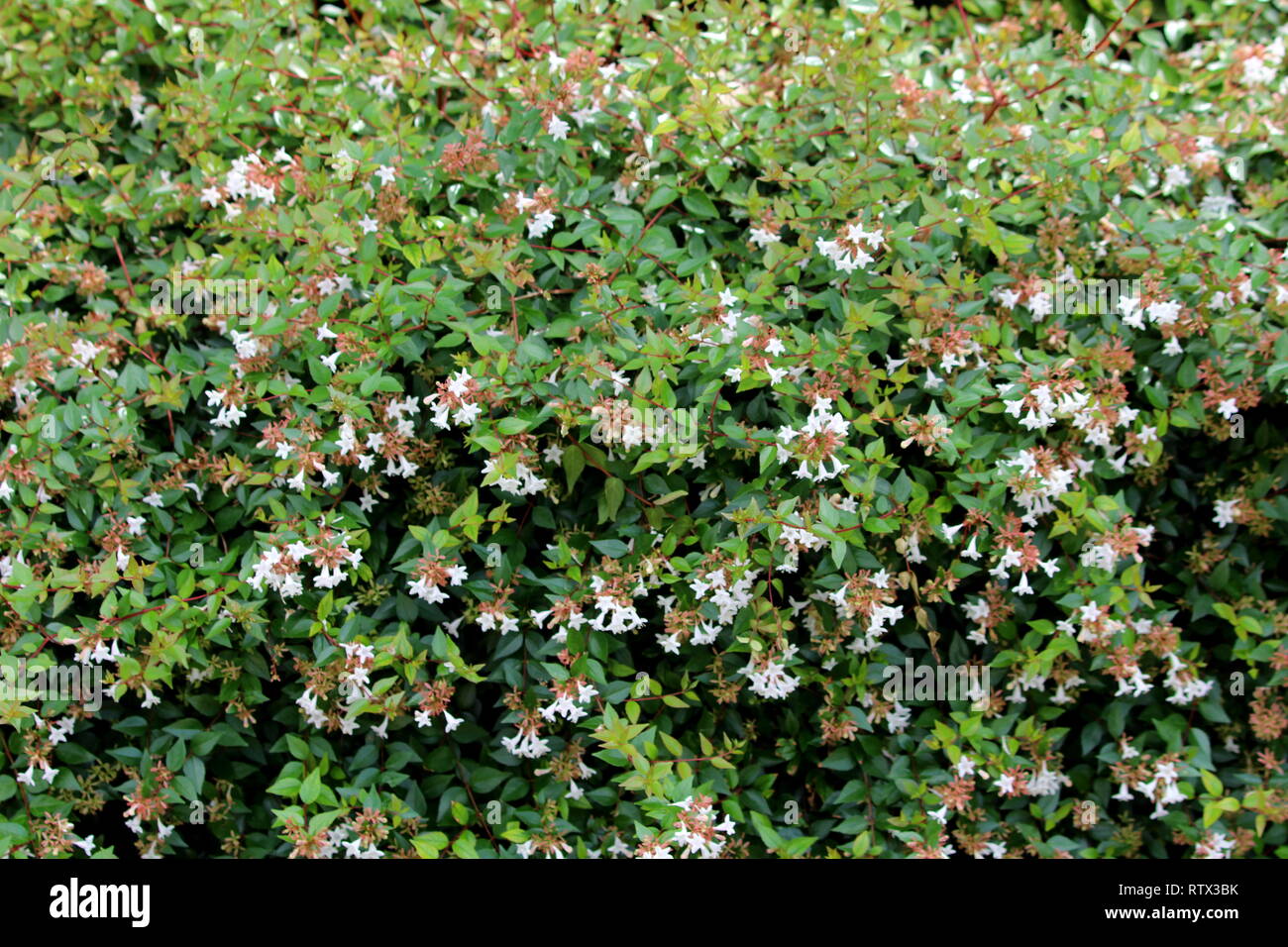 Linnaea grandiflora or Abelia grandiflora or Glossy Abelia dense semi evergreen shrub with arching branches densely covered with small glossy oval Stock Photo