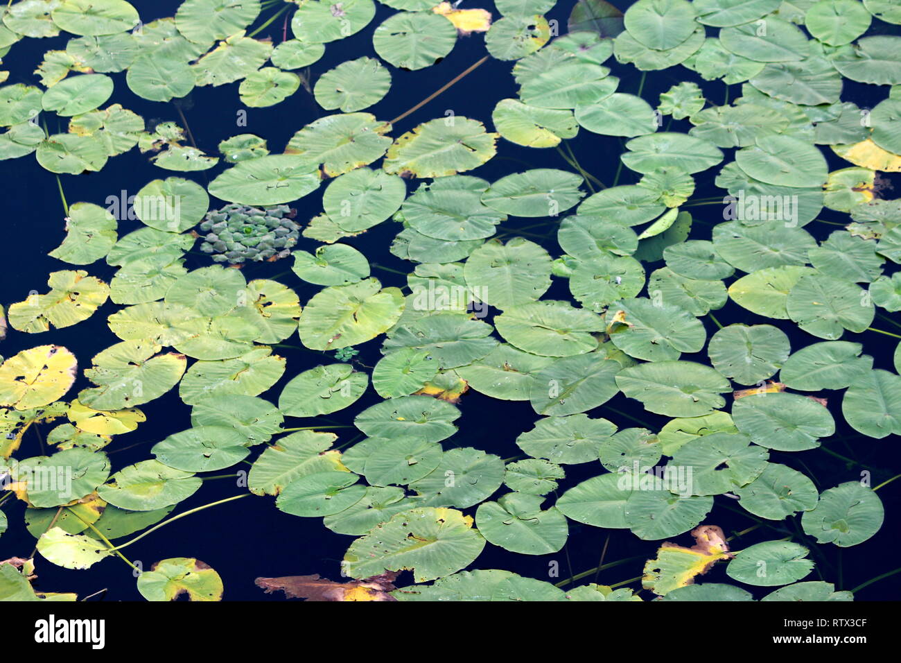 Local lake fully covered with Water lily or Nymphaea aquatic