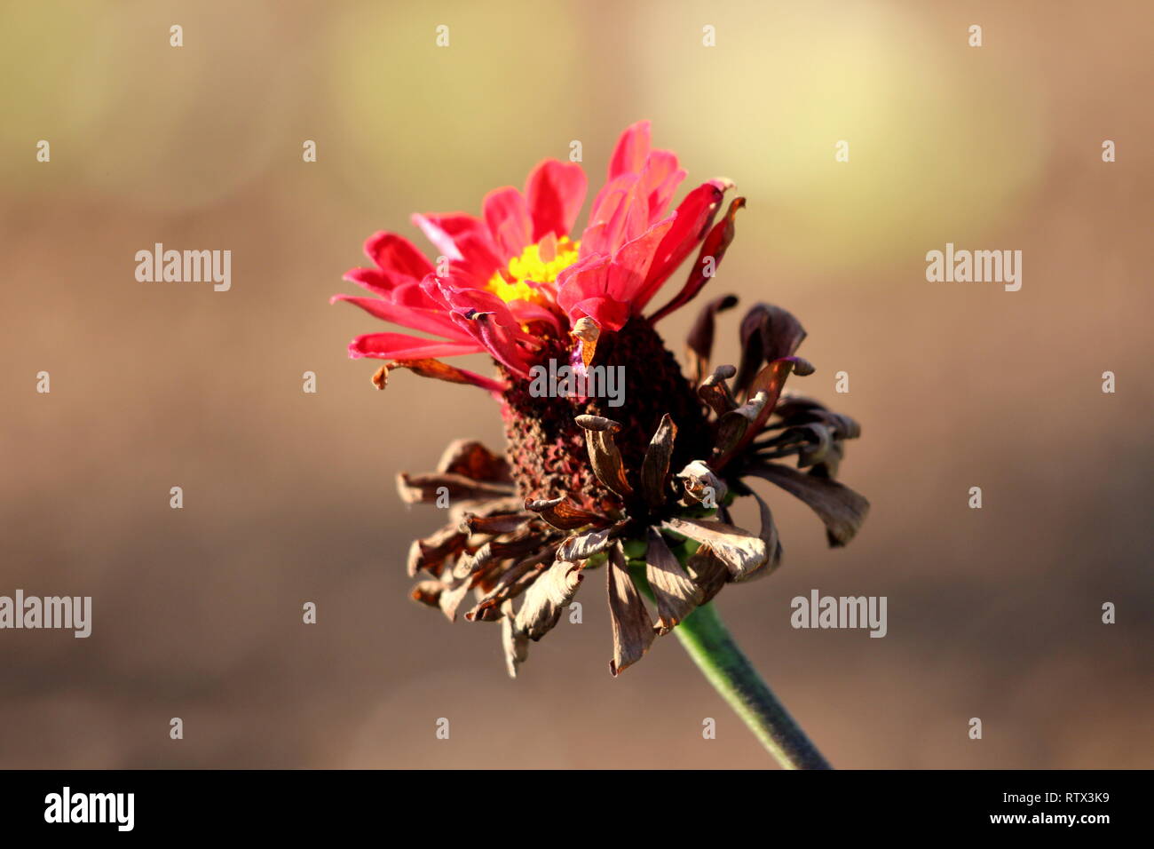 Multi layered light red Zinnia plant with partially dried flower containing layer of dried and one of bright red fresh petals with yellow center Stock Photo