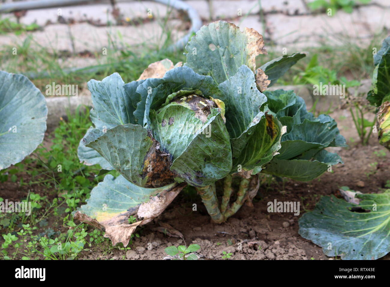 Old Dark Green Cabbage Or Headed Cabbage Leafy Green Annual Vegetable Old Dark Green Cabbage Or Headed Cabbage Leafy Green Annual Vegetable