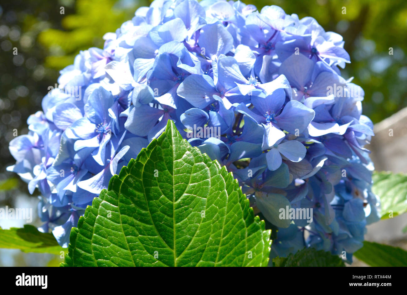 Sky Blue Flower Stock Photo