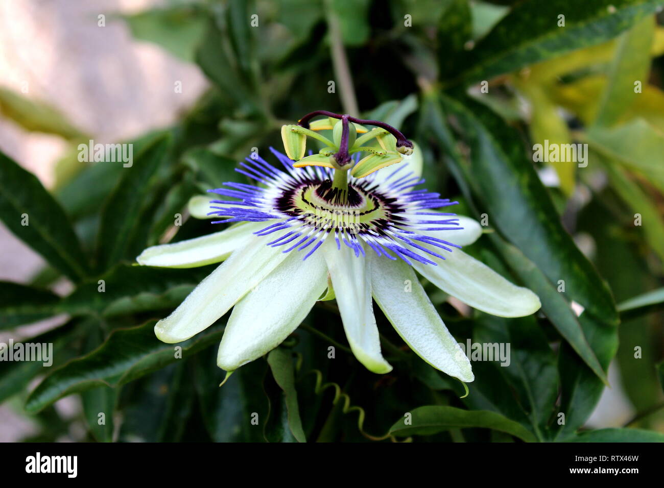 Open blooming beautiful unusual Passion fruit or Passiflora edulis or Maracuja or Parcha or Grenadille or Fruit de la passion flower Stock Photo