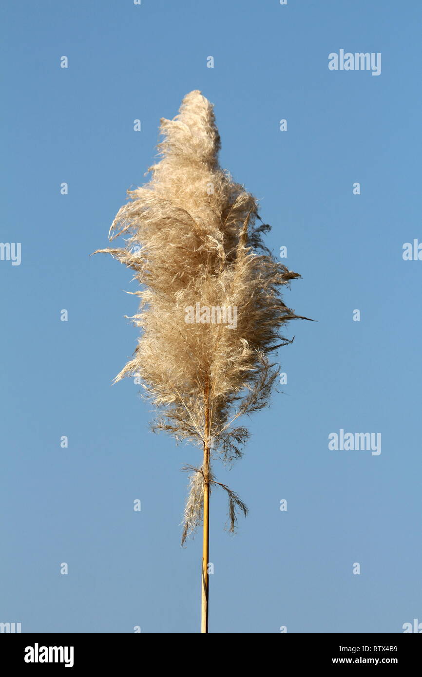 Pampas grass or Cortaderia selloana perennial flowering plant tall grass with cluster of flowers