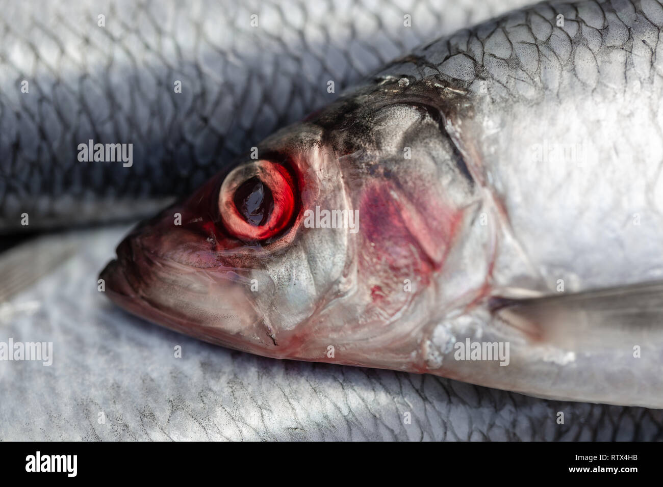 wet herring fishes contransting red eyes on silver plate macro close up shot Photo - Alamy