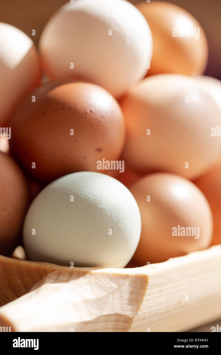 Plain multicoloured free range eggs in natural daylight on woode plate. Close up composition Stock Photo