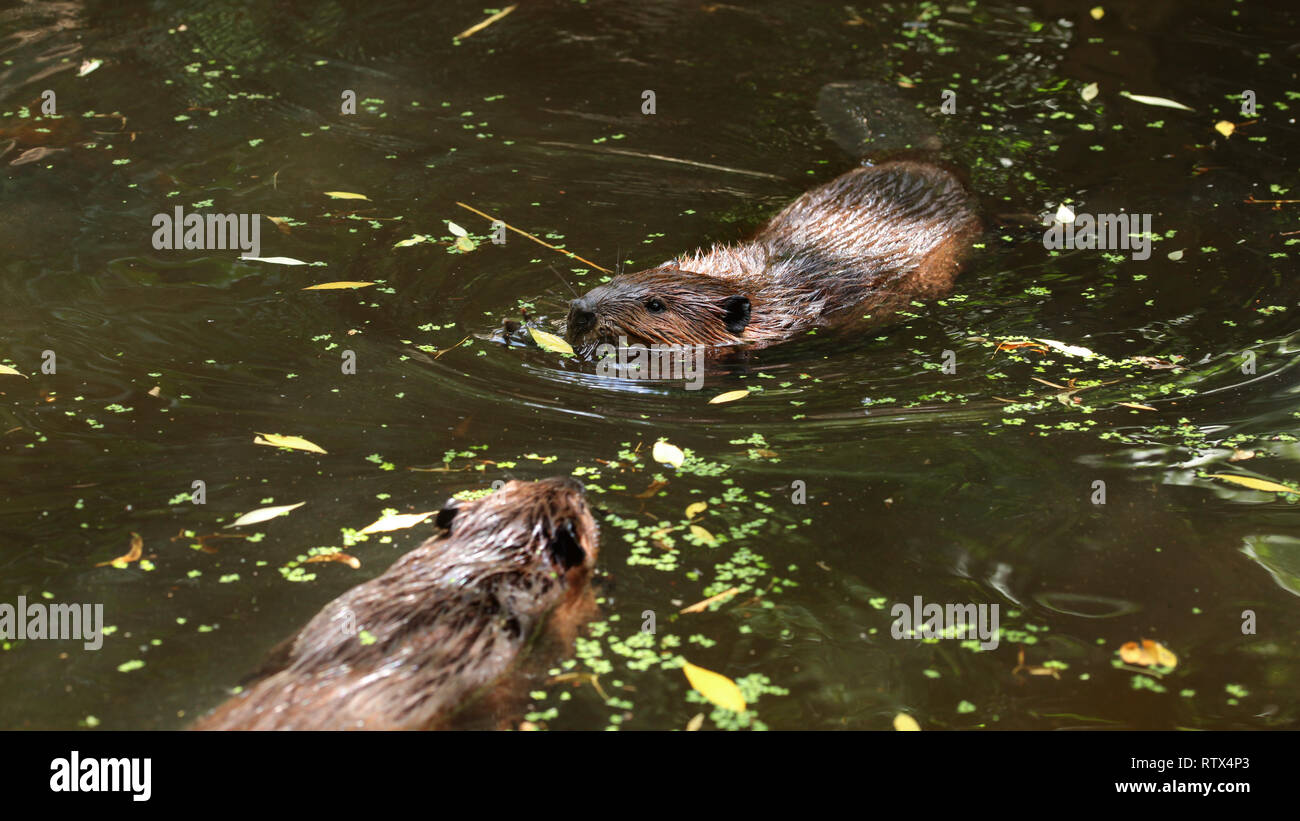 European beaver (Castor fiber) swimming in pond covered with lakes