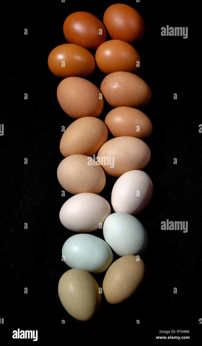 Plain multicoloured free range eggs in natural daylight on bold blackground. Close up top view composition composition Stock Photo