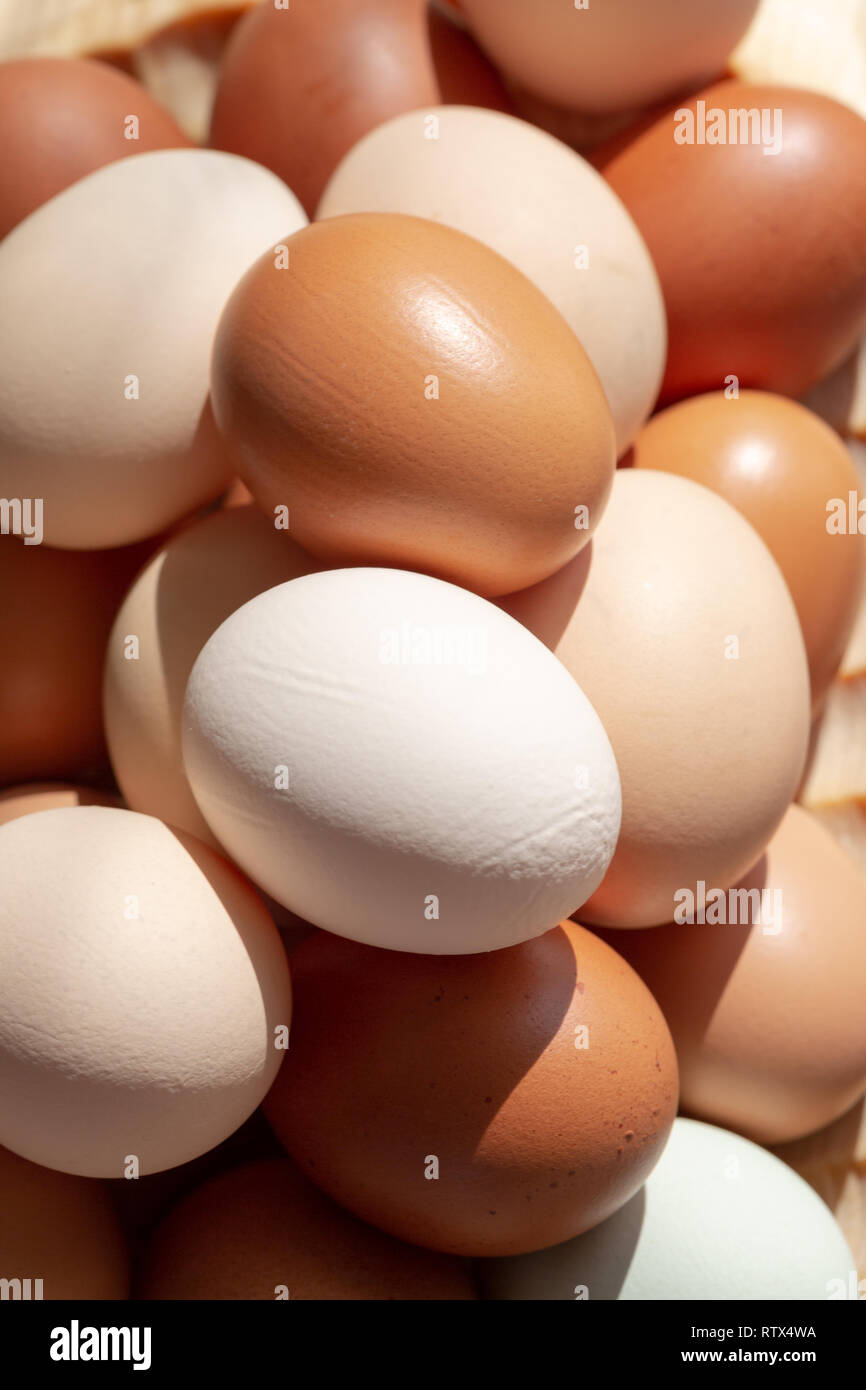 Plain multicoloured free range eggs in natural daylight full frame top view background. Close up composition Stock Photo
