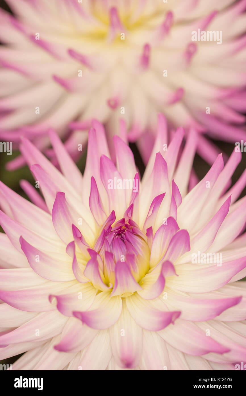 Cameron bloom hi-res stock photography and images - Alamy