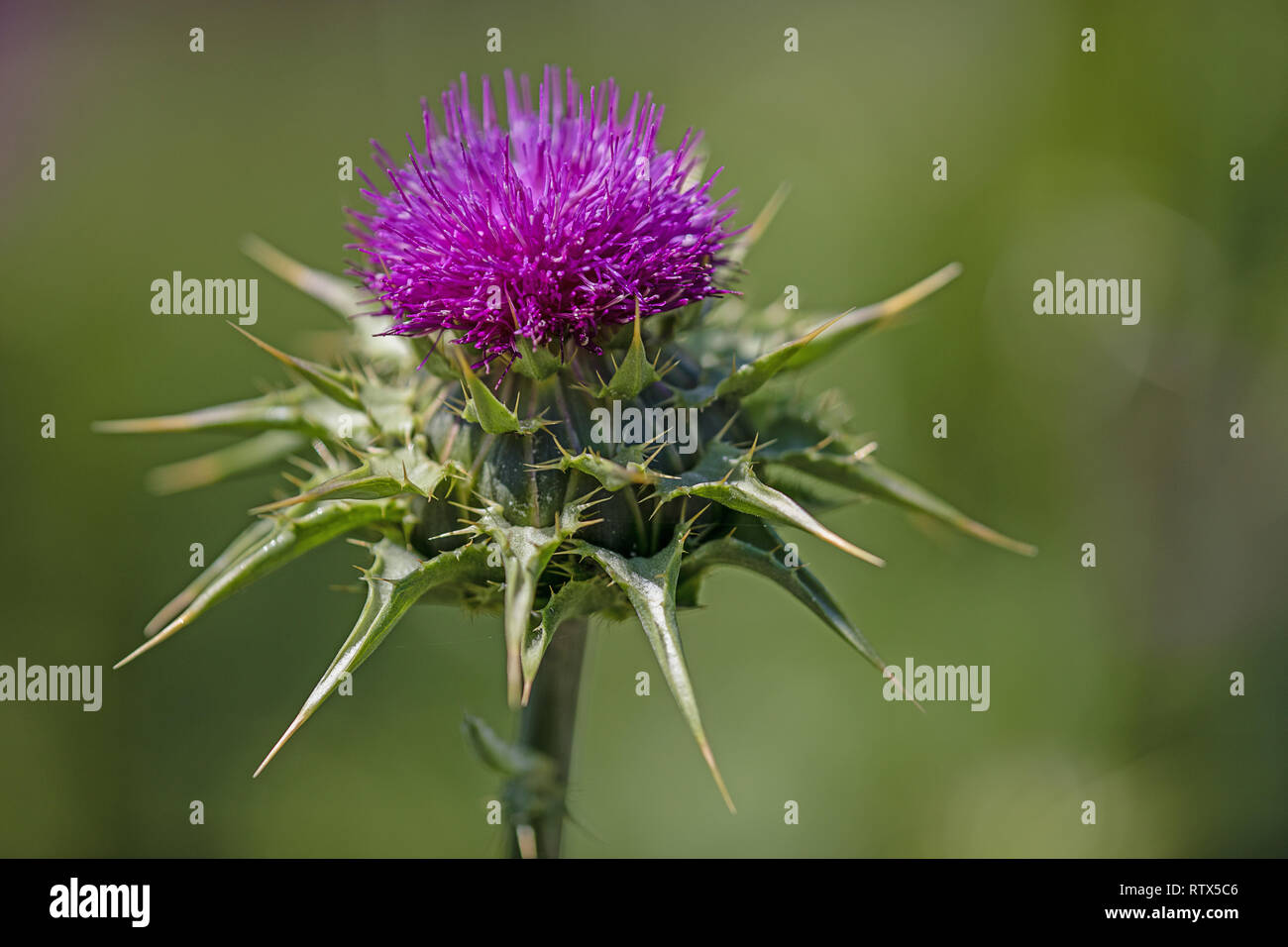 flowering of the big burdock isolated blurred background Stock Photo