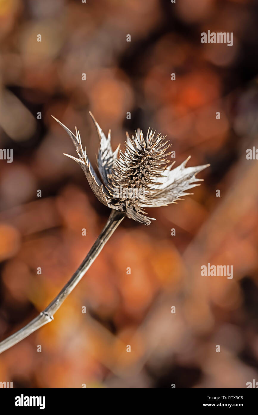 thistle close up earthy blurred background beautiful bokeh Stock Photo