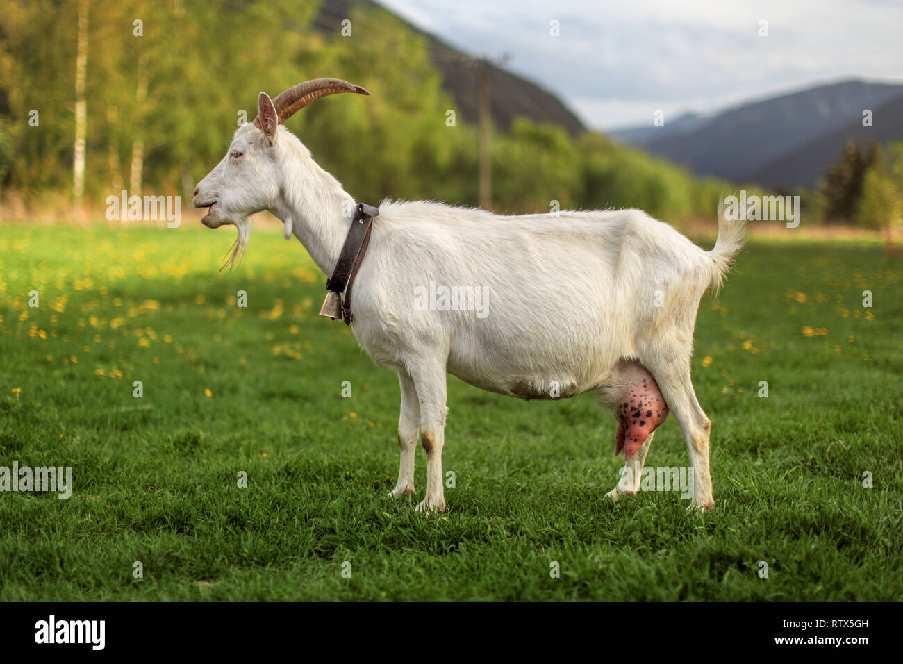 Domesticated Goat High Resolution Stock Photography and Images - Alamy