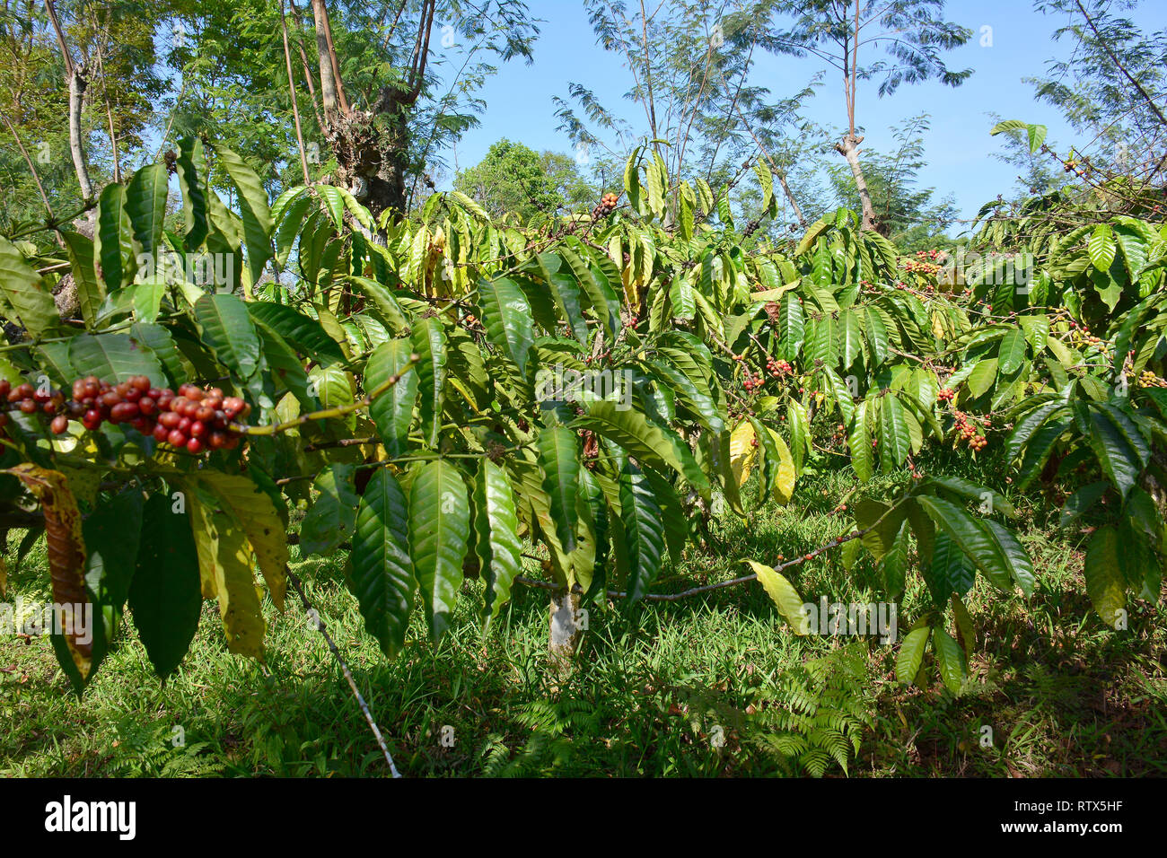Coffee plantation in Java, Indonesia, Asia Stock Photo Alamy