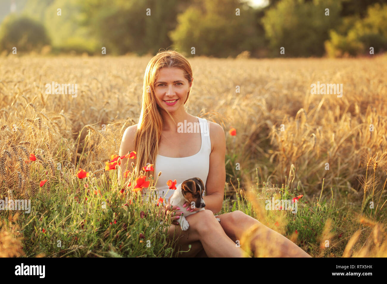 Young woman sitting with Jack Russell terrier puppy on her lap, afternoon sun lit wheat field in background, red poppy flowers next to her. Stock Photo