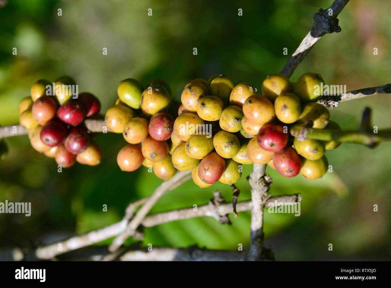 Coffee plantation in Java, Indonesia, Asia Stock Photo Alamy