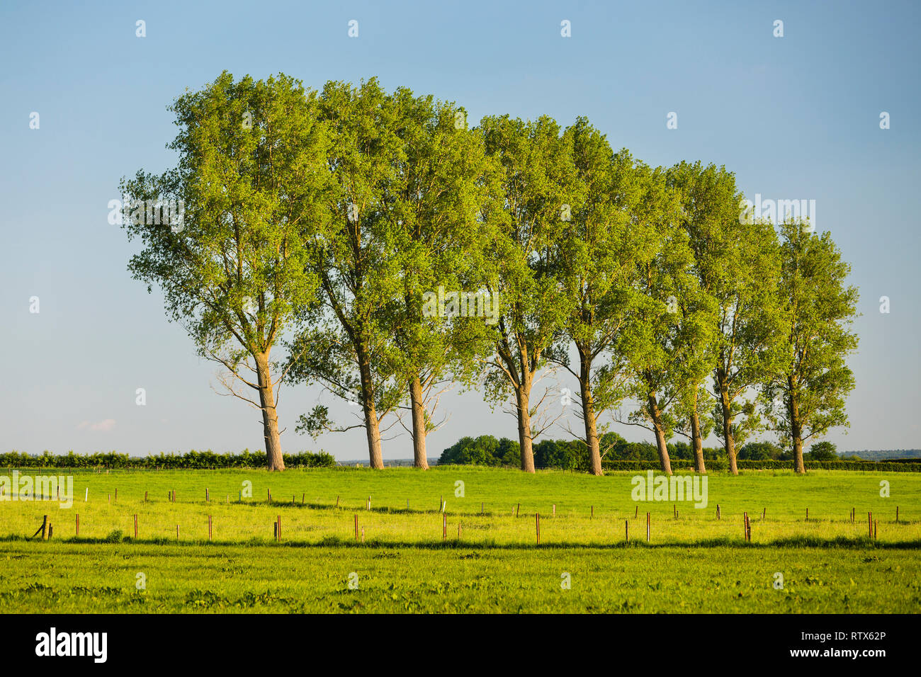 Fence Row Trees In Rural High Resolution Stock Photography and Images ...