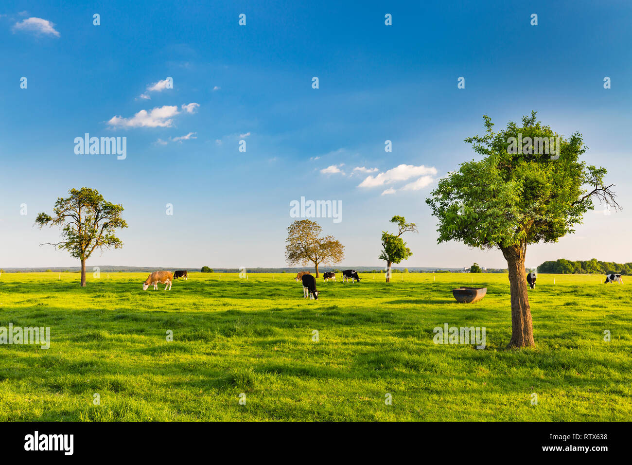 Cows on a meadow in spring evening light in the northern Eifel near Aachen, Germany. Stock Photo