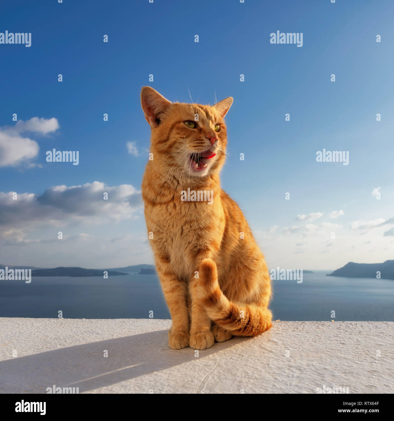 Cute ginger cat siting on balcony Stock Photo