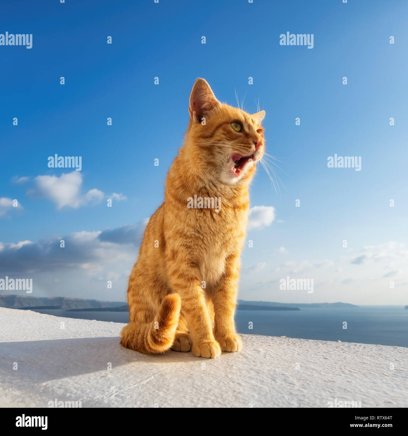 Cute ginger cat siting on balcony Stock Photo