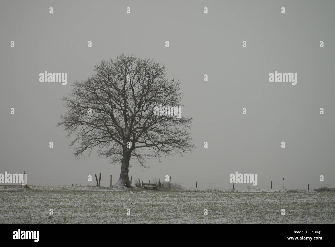 Tree in grey landscape with a little snow with a light grey backround Stock Photo