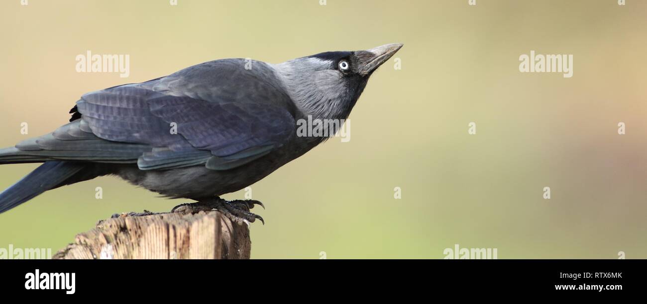 Jackdaw (Corvus monedula) perched on post in farmland. February 2019, Gloucestershire, UK Stock Photo