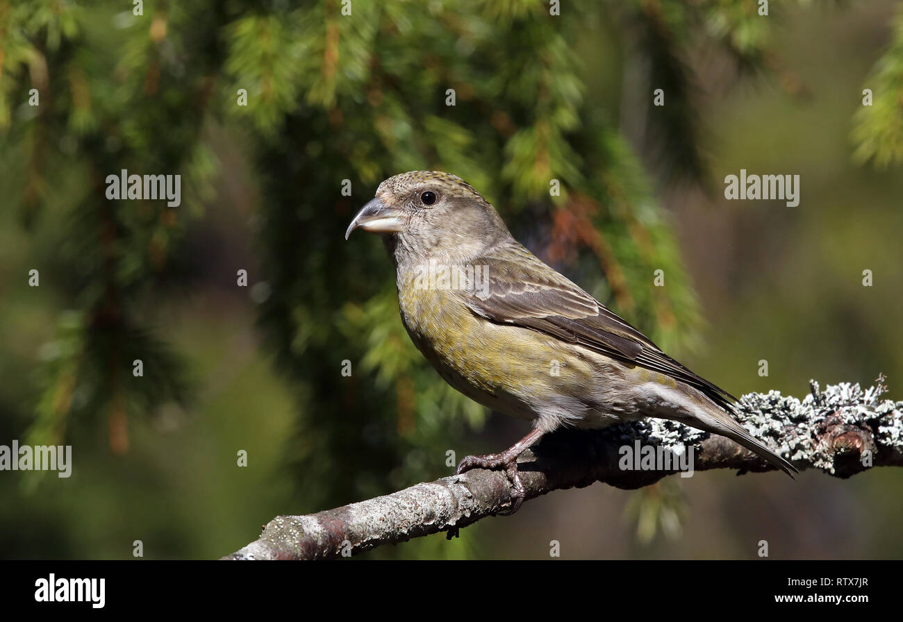 Red crossbill, Common crossbill, Loxia curvirostra, female sitting in Spruce forest Stock Photo