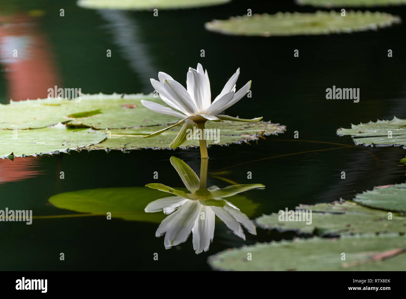 Water Lily in a pond Stock Photo