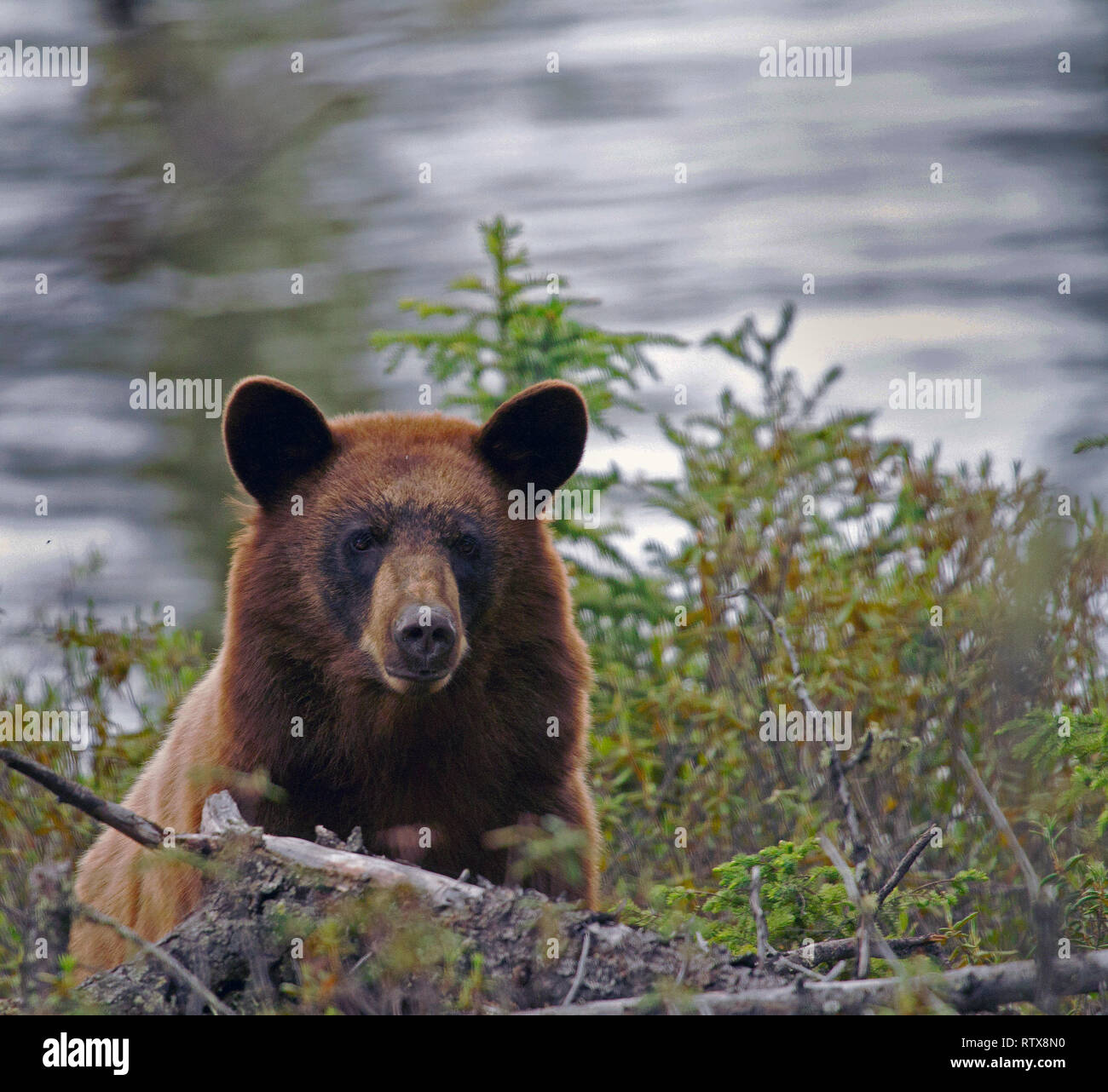 A black bear at home in northern Saskatchewan, Canada Stock Photo