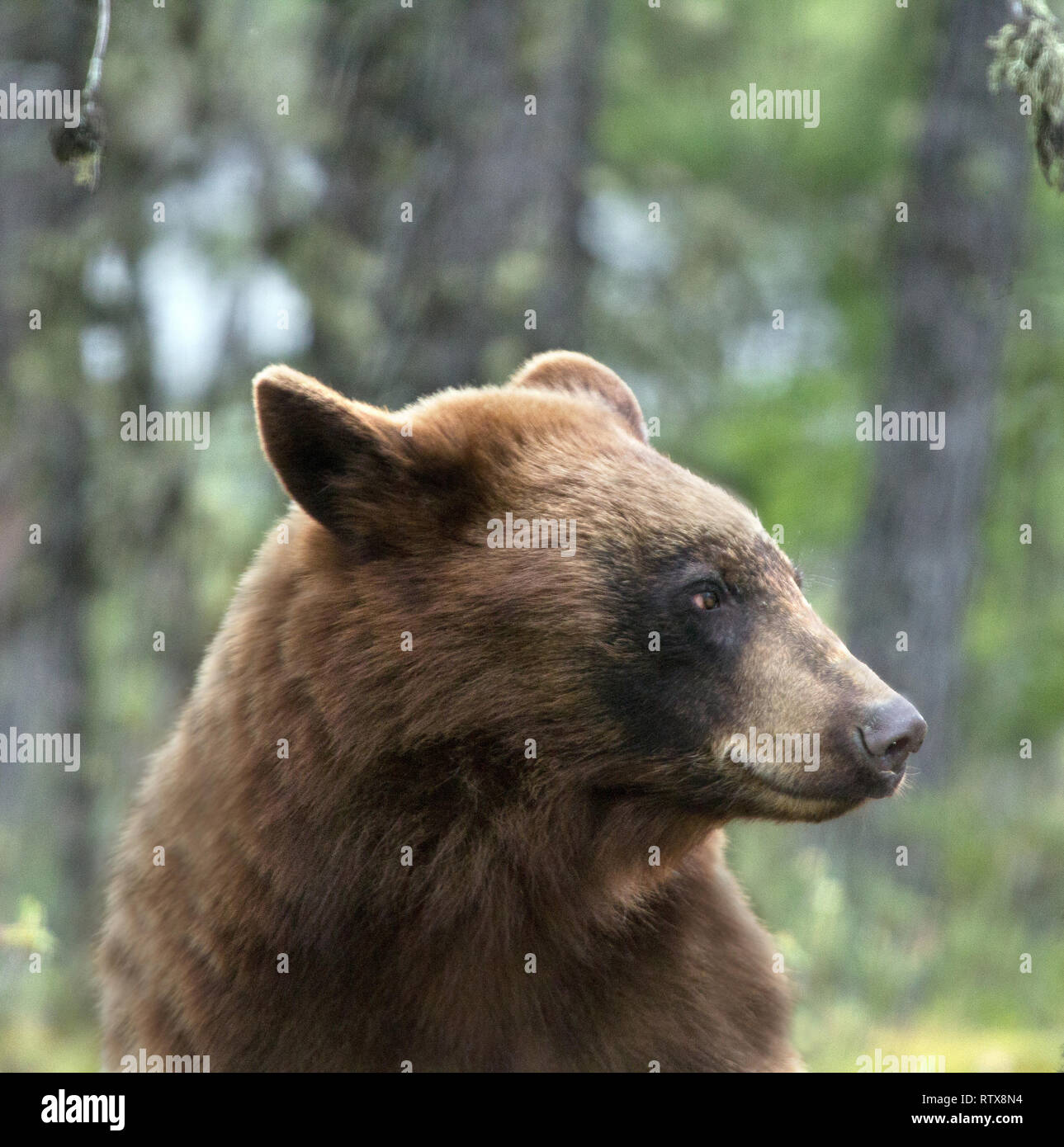 A black bear at home in northern Saskatchewan, Canada Stock Photo