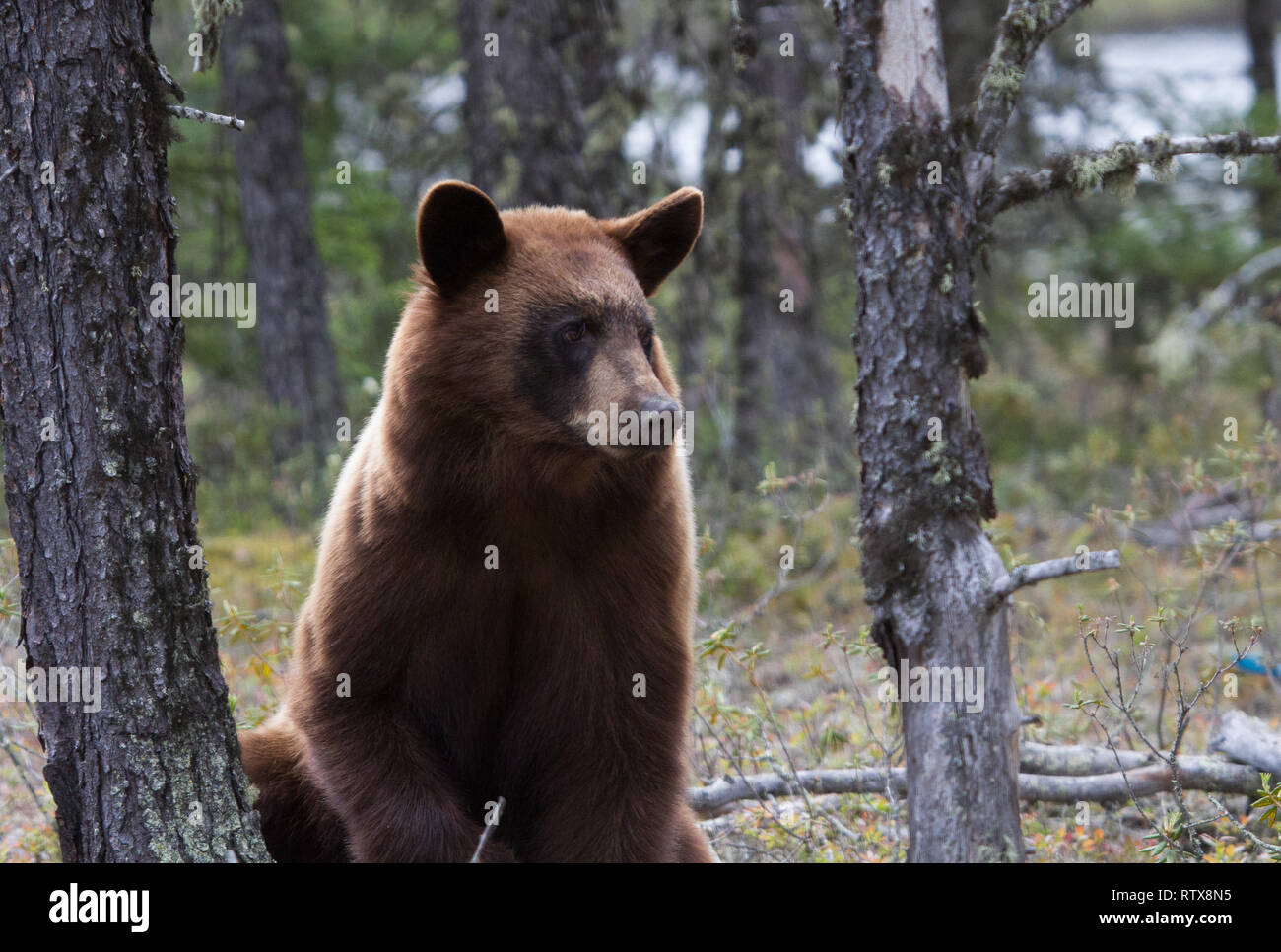 A black bear at home in northern Saskatchewan, Canada Stock Photo